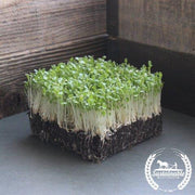 Lettuce Leaf - Lollo Rosso (Organic) - Microgreens Seeds