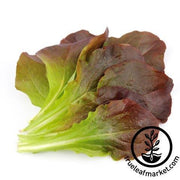 rouge d'hiver romaine/cos lettuce