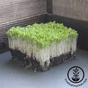 Lettuce Leaf - Ruby Red - Microgreens Seeds