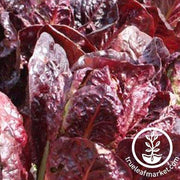 Super Red Romaine Lettuce Garden Seeds