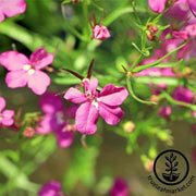 Lobelia Seeds - Rosamond