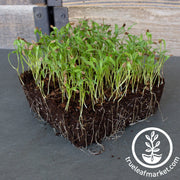 lovage microgreens