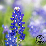 Lupine Texas Blue Bonnet Seed