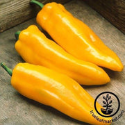 mama mia giallo f1 hybrid hot pepper