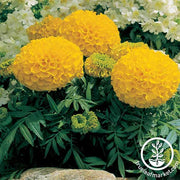 Marigold - Antigua Series - Gold