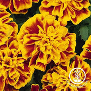 Marigold Bonanza Series Bee Seed