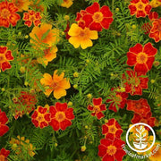 Marigold Disco Series Mix Seed