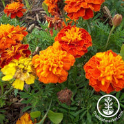 Marigold Petite Mixture Flower Seed