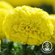 Marigold - Taishan Series - Yellow