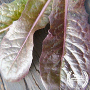 Organic Merveille Des Quatre Saisons Lettuce Seeds