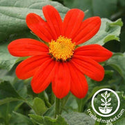 Mexican Sunflower Flower Seeds