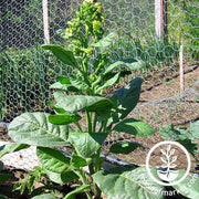 Mohawk Tobacco Seeds