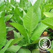 Monte Calme Yellow Tobacco Seeds