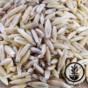 Montezuma Oat seeds