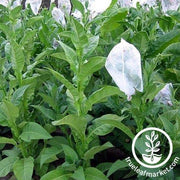 Mopan Mayan Tobacco Seeds