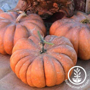 musquee de provence pumpkin