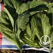 Mustard Florida Broadleaf Seed