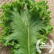 Organic Green Wave Mustard Greens Seeds