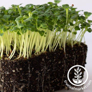 mibuna mustard microgreens close up white background