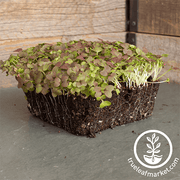 Mustard - Mizuna Red Streaks - Microgreens Seeds