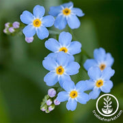 Myosotis Forget Me Not Compindi Seeds