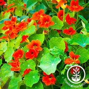 Nasturtium Flower Seeds - Empress of India Full Grown