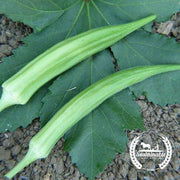 Okra Seeds - Cows Horn - Organic