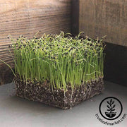 Onion - Utah Yellow Sweet Spanish - Microgreens Seeds