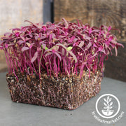 Orach - Purple - Microgreens Seeds