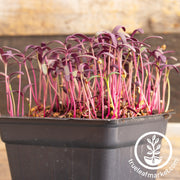 orach red fire microgreens