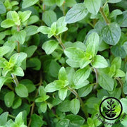 Oregano - Common Italian Herb Seed