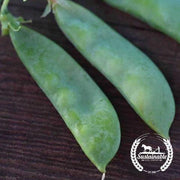 Oregon Sugar Pod II Pea Seeds