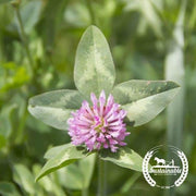 Clover Seeds - Alsike - Organic