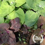 Orach Seeds - Aurora (Organic)