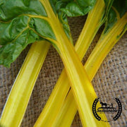 Swiss Chard Seeds - Yellow - Organic