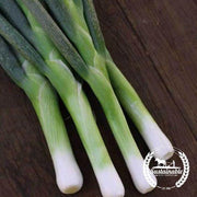 Organic flagpole scallion