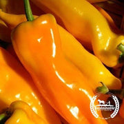 Pepper Seeds - Sweet - Gatherers Gold Sweet Italian (Organic)