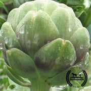 Artichoke Seeds - Imperial Star - Organic