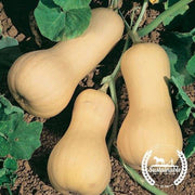 Squash Seeds - Pilgrim Hybrid - Organic