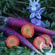 Carrot Seeds - Purple Dragon - Organic