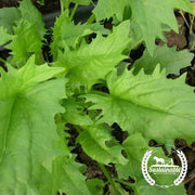 Spinach Seeds - Strawberry - Organic