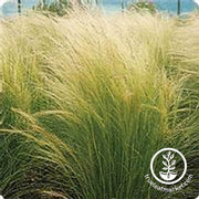 Non GMO Stipa Seeds