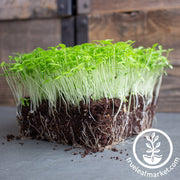 parsley microgreens