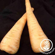 all american parsnip