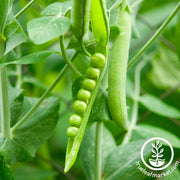 Pea Lincoln Treated Seed