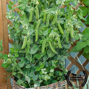 Pea Seeds - Patio Pride AAS - Organic