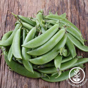 Pea Cascadia Seed