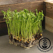 Pea - Snow - Dwarf Sugar Grey - Microgreens Seeds