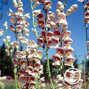 Palmers Penstemon Flower Seeds