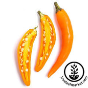 Hot Bulgarian Carrot Pepper